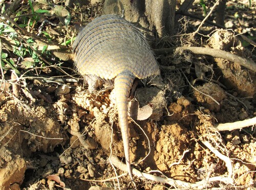 Six-banded Armadillo