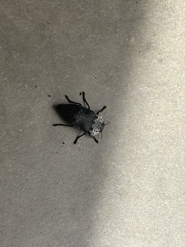 Flat-headed Root-borer