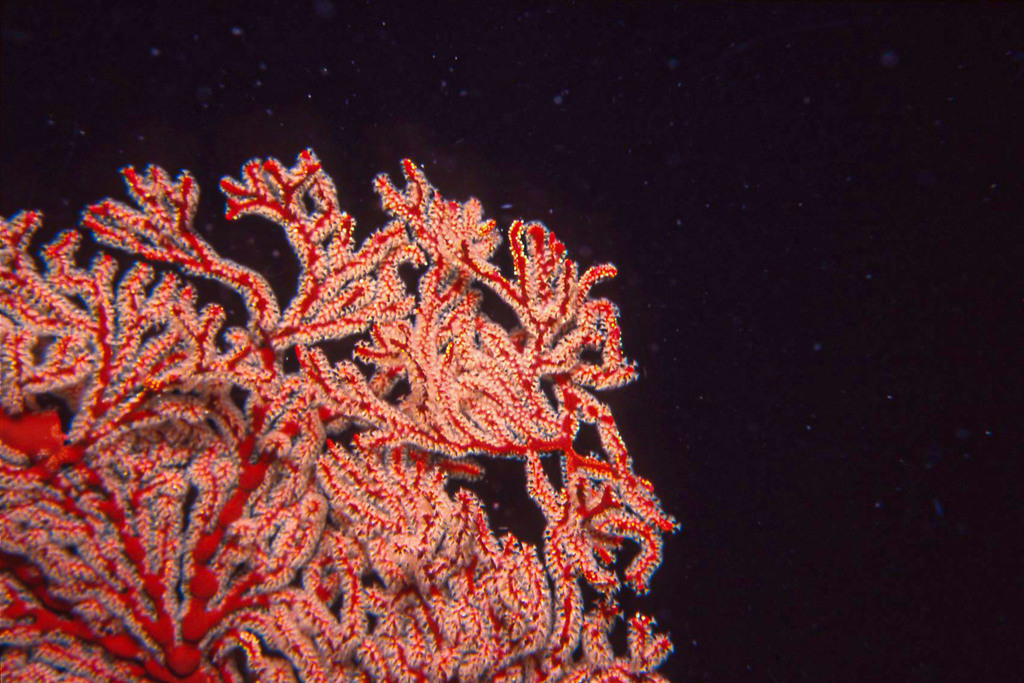 Sea fan coral