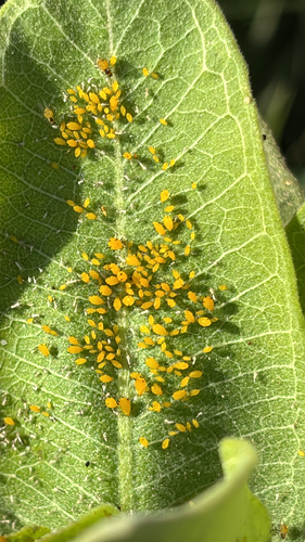 Oleander Aphid