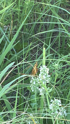 Variegated Fritillary