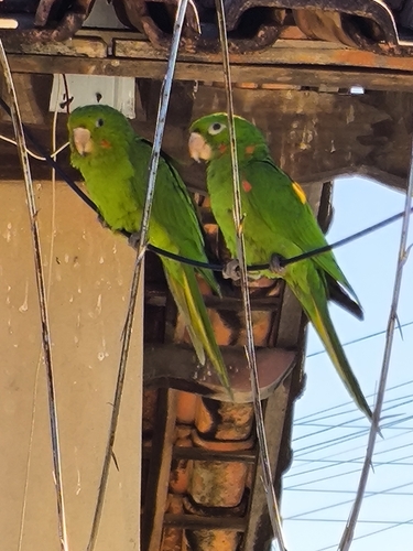 White-eyed Parakeet