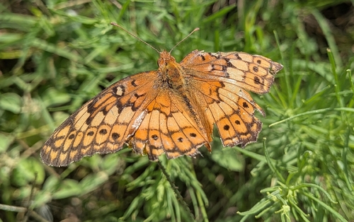 Variegated Fritillary