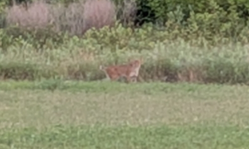 Bobcat