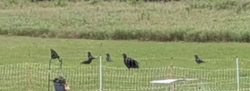 Crows and Ravens