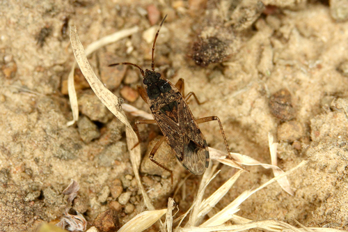 Squalid Dirt-colored Seed Bug