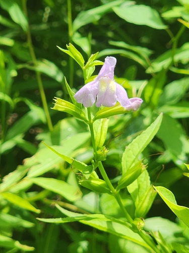 sharpwing monkeyflower
