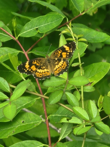 Silvery Checkerspot