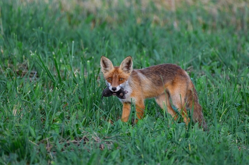 Red Fox