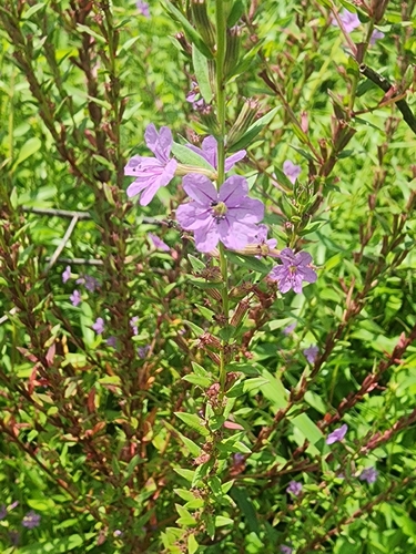 Winged Loosestrife