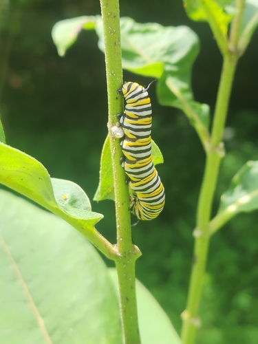 Monarch
