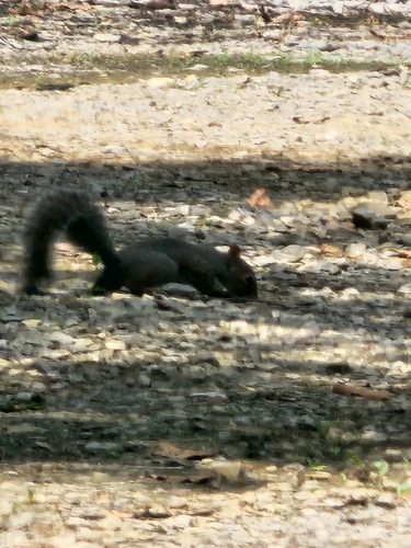 Eastern Gray Squirrel