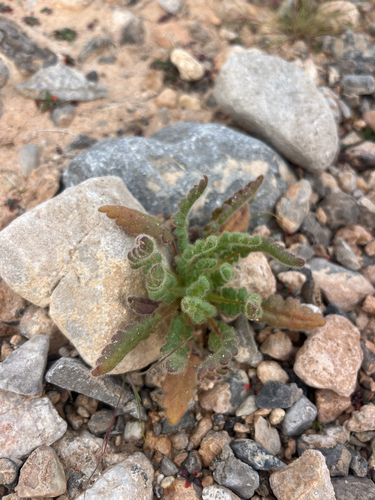 Palmer's Phacelia