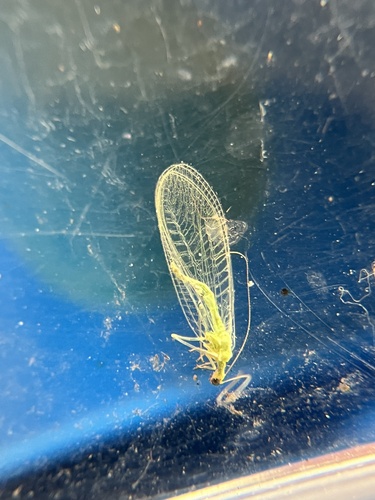 iNaturalist observation photo of Comanche Green Lacewing