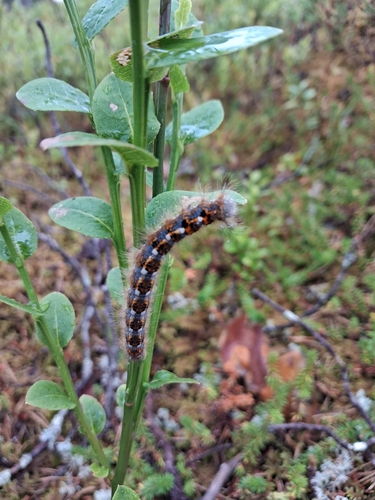 Small Lappet