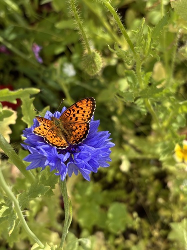 Lesser Marbled Fritillary