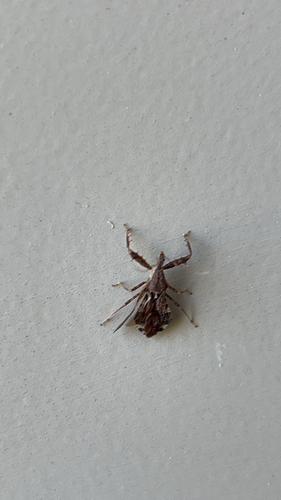 Spiny Assassin Bug