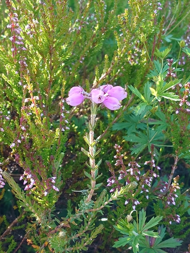 Cross-leaved Heath