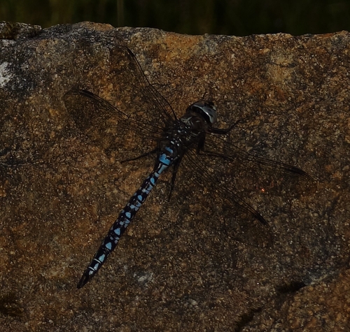 Azure Hawker