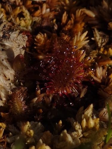 round-leaved sundew