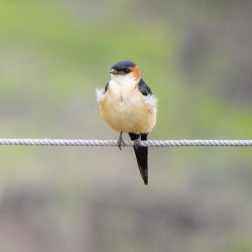 African red-rumped swallow