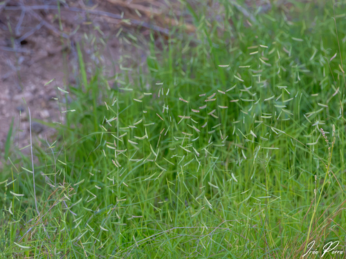 Bouteloua barbata