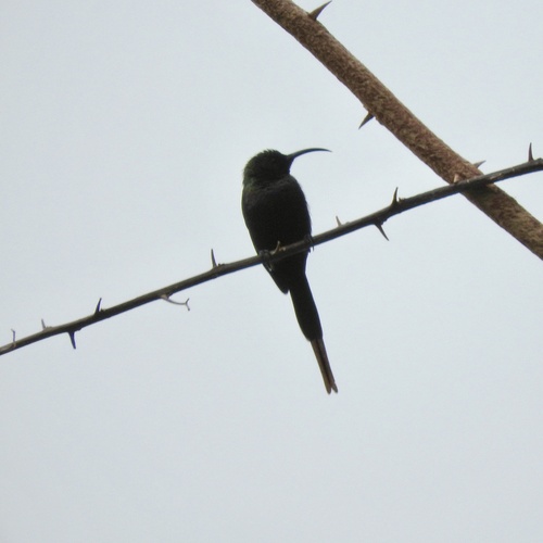Tacazze Sunbird