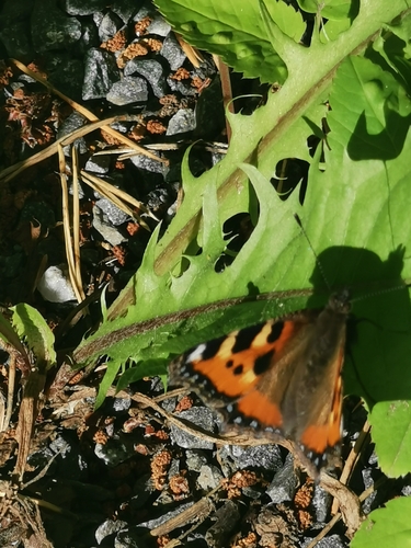 Small Tortoiseshell