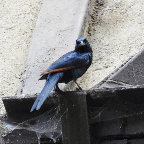 Red-winged Starling