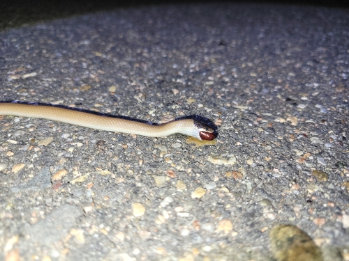 Plains Black-headed Snake