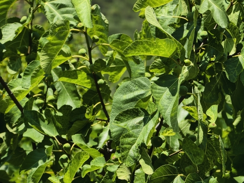 common fig