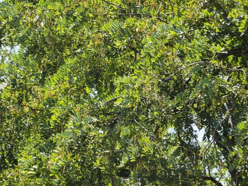 black locust