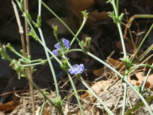 chicory