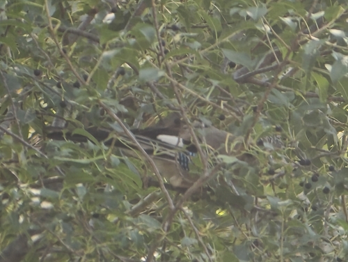 Eurasian Jay