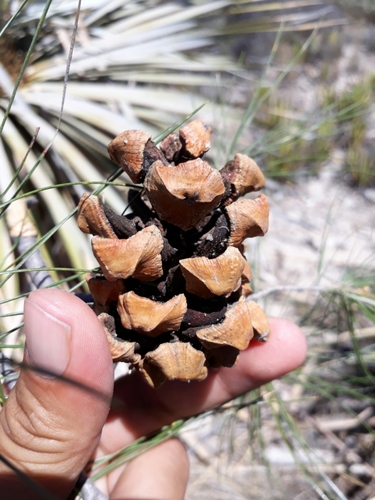 weeping pinyon