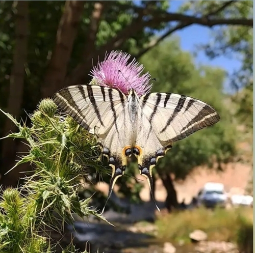 Scarce Swallowtail