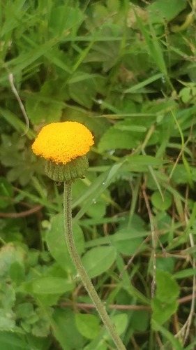 Crassocephalum vitellinum