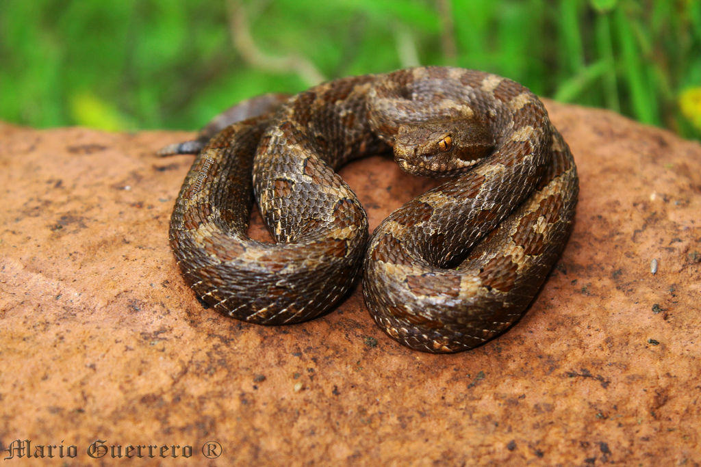 Tlaloc's Rattlesnake (Crotalus tlaloci)