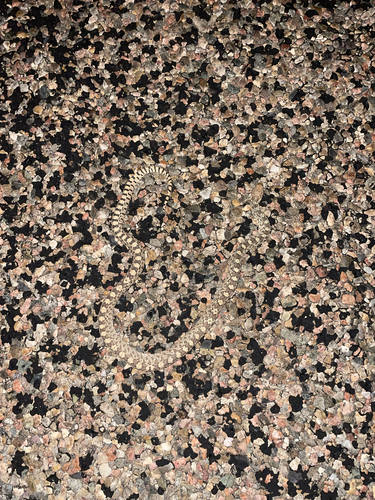 Bullsnake
