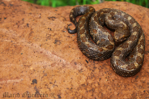 Tlaloc's Rattlesnake