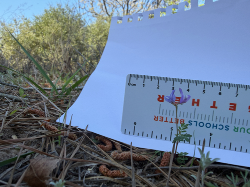 small-flowered milkvetch