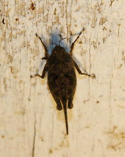 aztec pygmy grasshopper