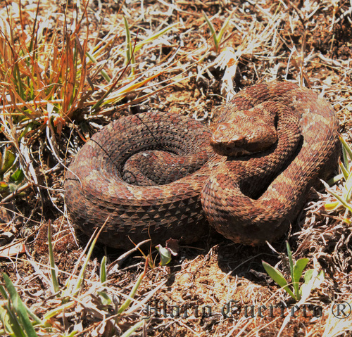 Tlaloc's Rattlesnake