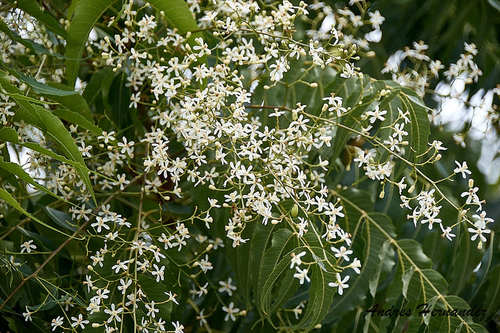 Azadirachta indica - Leaves