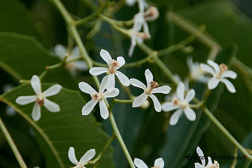 Azadirachta indica - Whole tree