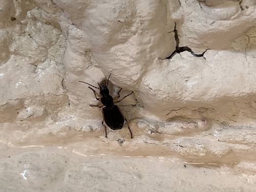Flat-horned Ground Beetles