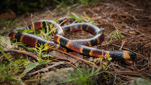 Brown's Coralsnake