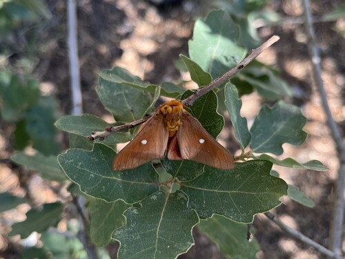 Oslar's Oakworm Moth