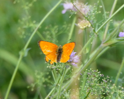 Scarce Copper