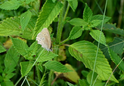 Ringlet